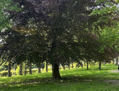 Des photos d’arbres contre des bons d’achat