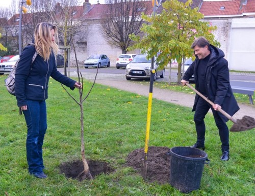 Coudekerque-Branche au secours du noyer bijou